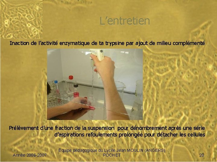 L’entretien Inaction de l’activité enzymatique de ta trypsine par ajout de milieu complémenté Prélèvement