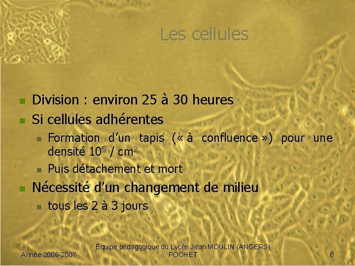 Les cellules n n Division : environ 25 à 30 heures Si cellules adhérentes