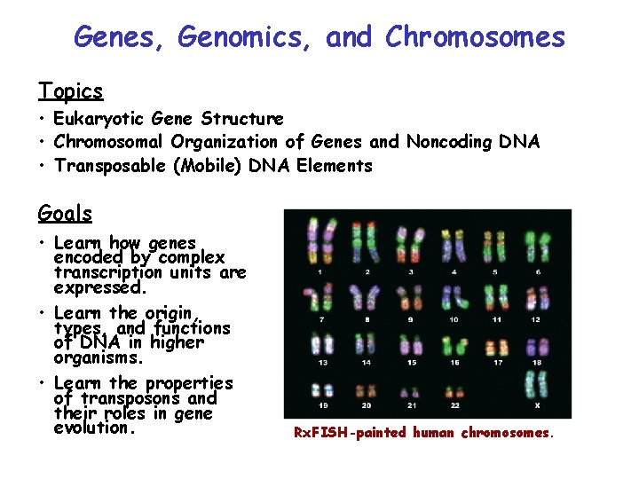 Genes, Genomics, and Chromosomes Topics • Eukaryotic Gene Structure • Chromosomal Organization of Genes Genes, Genomics, and Chromosomes Topics • Eukaryotic Gene Structure • Chromosomal Organization of Genes