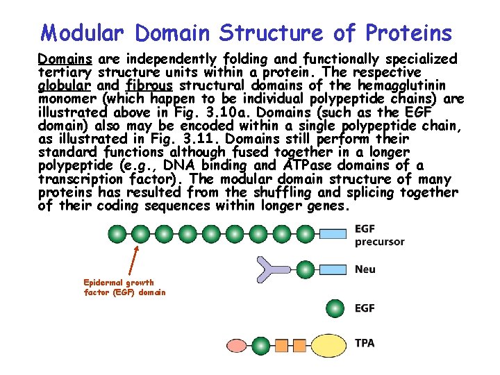 Modular Domain Structure of Proteins Domains are independently folding and functionally specialized tertiary structure Modular Domain Structure of Proteins Domains are independently folding and functionally specialized tertiary structure