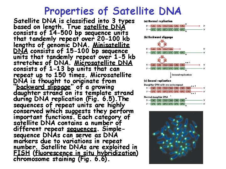 Properties of Satellite DNA is classified into 3 types based on length. True satellite Properties of Satellite DNA is classified into 3 types based on length. True satellite