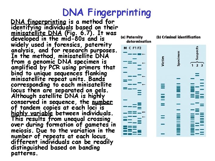 DNA Fingerprinting DNA fingerprinting is a method for identifying individuals based on their minisatellite DNA Fingerprinting DNA fingerprinting is a method for identifying individuals based on their minisatellite