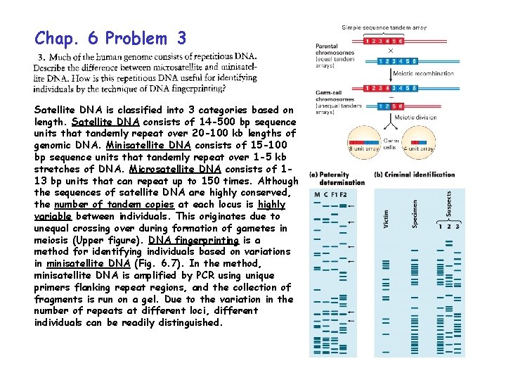 Chap. 6 Problem 3 Satellite DNA is classified into 3 categories based on length. Chap. 6 Problem 3 Satellite DNA is classified into 3 categories based on length.