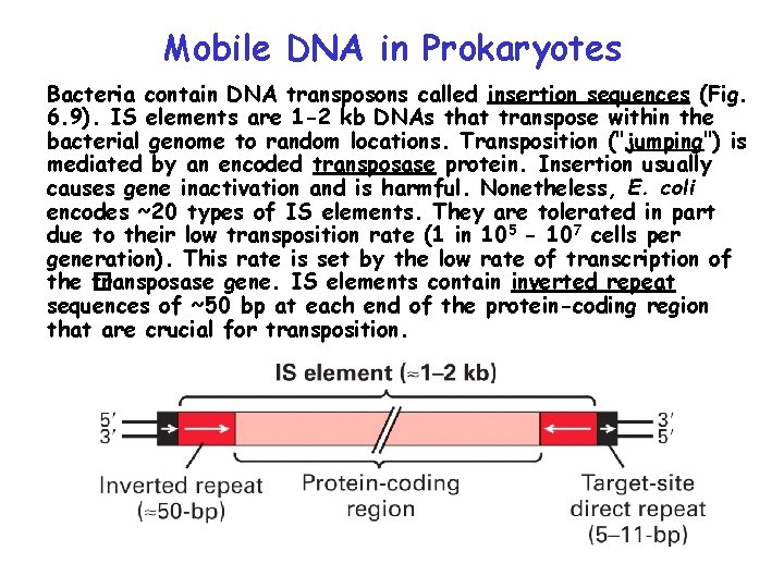 Mobile DNA in Prokaryotes Bacteria contain DNA transposons called insertion sequences (Fig. 6. 9). Mobile DNA in Prokaryotes Bacteria contain DNA transposons called insertion sequences (Fig. 6. 9).