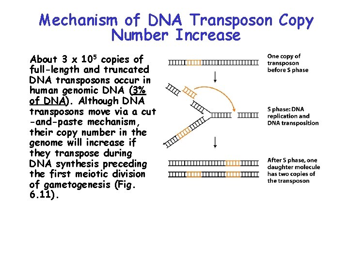 Mechanism of DNA Transposon Copy Number Increase About 3 x 105 copies of full-length Mechanism of DNA Transposon Copy Number Increase About 3 x 105 copies of full-length