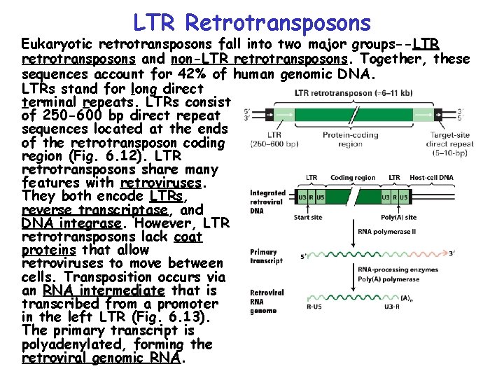 LTR Retrotransposons Eukaryotic retrotransposons fall into two major groups--LTR retrotransposons and non-LTR retrotransposons. Together, LTR Retrotransposons Eukaryotic retrotransposons fall into two major groups--LTR retrotransposons and non-LTR retrotransposons. Together,
