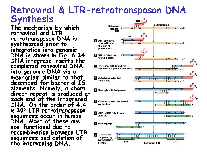Retroviral & LTR-retrotransposon DNA Synthesis The mechanism by which retroviral and LTR retrotransposon DNA Retroviral & LTR-retrotransposon DNA Synthesis The mechanism by which retroviral and LTR retrotransposon DNA