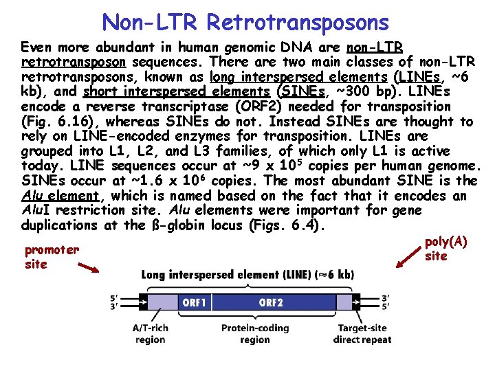 Non-LTR Retrotransposons Even more abundant in human genomic DNA are non-LTR retrotransposon sequences. There Non-LTR Retrotransposons Even more abundant in human genomic DNA are non-LTR retrotransposon sequences. There