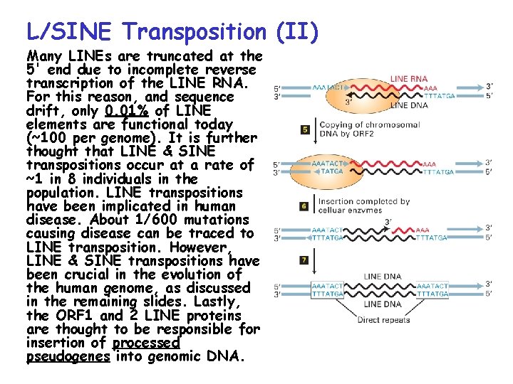 L/SINE Transposition (II) Many LINEs are truncated at the 5' end due to incomplete L/SINE Transposition (II) Many LINEs are truncated at the 5' end due to incomplete