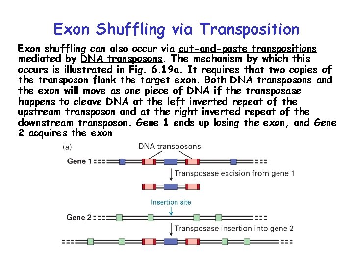 Exon Shuffling via Transposition Exon shuffling can also occur via cut-and-paste transpositions mediated by Exon Shuffling via Transposition Exon shuffling can also occur via cut-and-paste transpositions mediated by