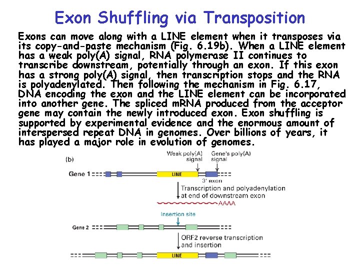 Exon Shuffling via Transposition Exons can move along with a LINE element when it Exon Shuffling via Transposition Exons can move along with a LINE element when it