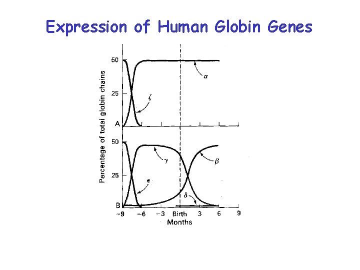 Expression of Human Globin Genes Expression of Human Globin Genes