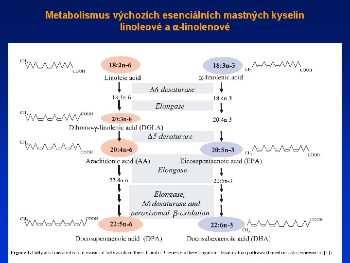 Metabolismus výchozích esenciálních mastných kyselin linoleové a a-linolenové 