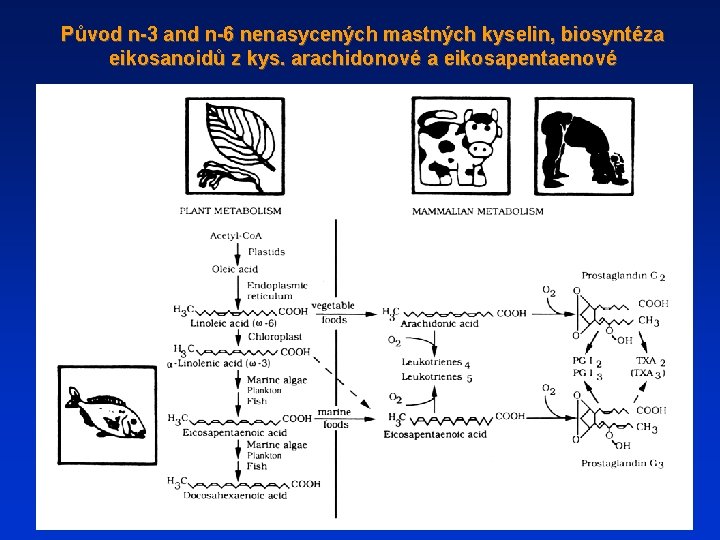 Původ n-3 and n-6 nenasycených mastných kyselin, biosyntéza eikosanoidů z kys. arachidonové a eikosapentaenové