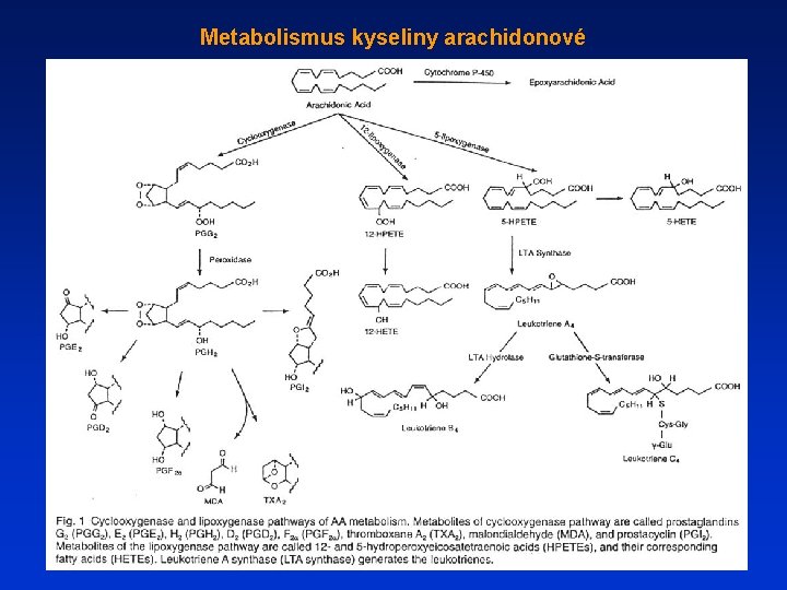 Metabolismus kyseliny arachidonové 