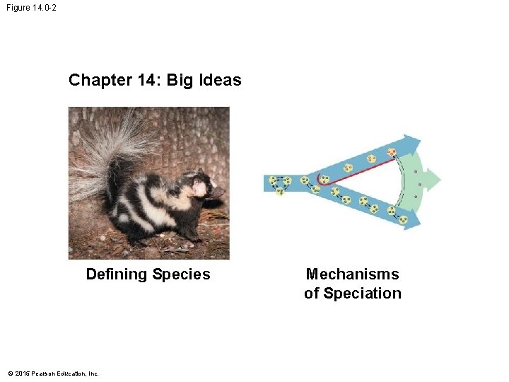 Figure 14. 0 -2 Chapter 14: Big Ideas Defining Species © 2015 Pearson Education,