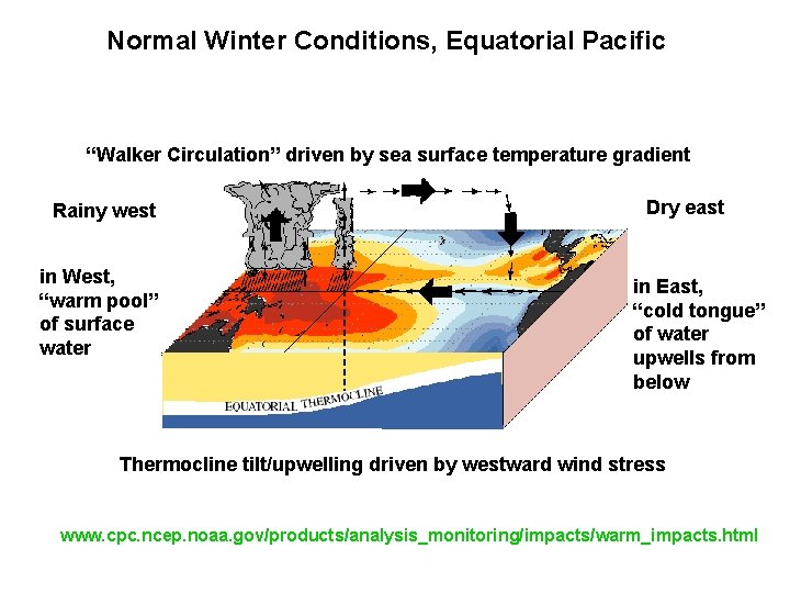 Normal Winter Conditions, Equatorial Pacific “Walker Circulation” driven by sea surface temperature gradient Rainy