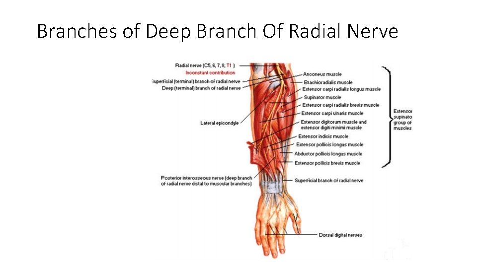 Branches of Deep Branch Of Radial Nerve 