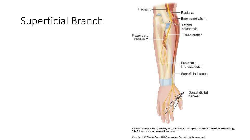 Superficial Branch 