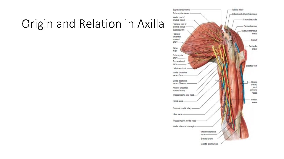 Origin and Relation in Axilla 