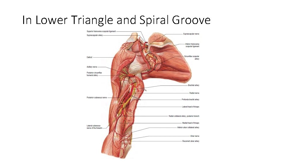 In Lower Triangle and Spiral Groove 