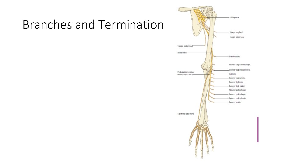Branches and Termination 