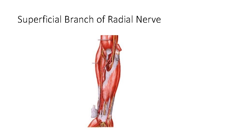 Superficial Branch of Radial Nerve 