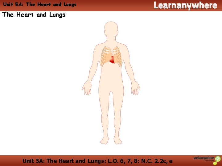 Unit 5 A: The Heart and Lungs: L. O. 6, 7, 8: N. C. Unit 5 A: The Heart and Lungs: L. O. 6, 7, 8: N. C.