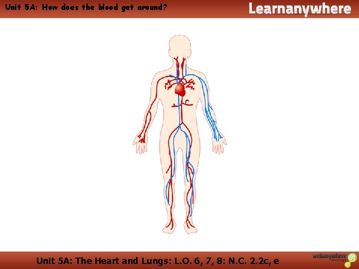 Unit 5 A: How does the blood get around? Unit 5 A: The Heart Unit 5 A: How does the blood get around? Unit 5 A: The Heart