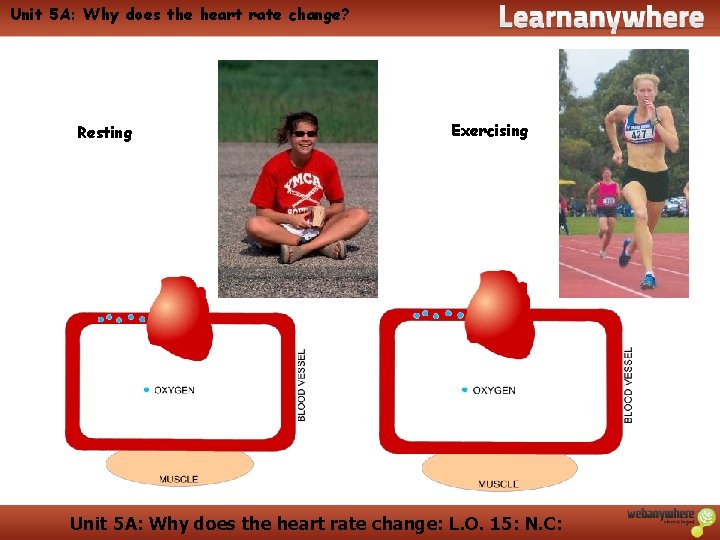 Unit 5 A: Why does the heart rate change? Resting Exercising Unit 5 A: Unit 5 A: Why does the heart rate change? Resting Exercising Unit 5 A: