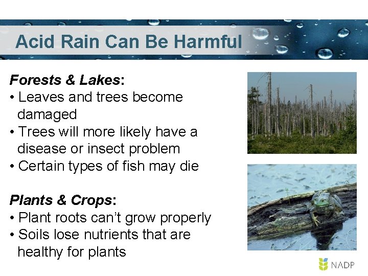 Acid Rain Can Be Harmful Forests & Lakes: • Leaves and trees become damaged