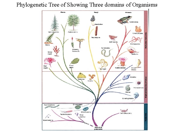 Phylogenetic Tree of Showing Three domains of Organisms Phylogenetic Tree of Showing Three domains of Organisms