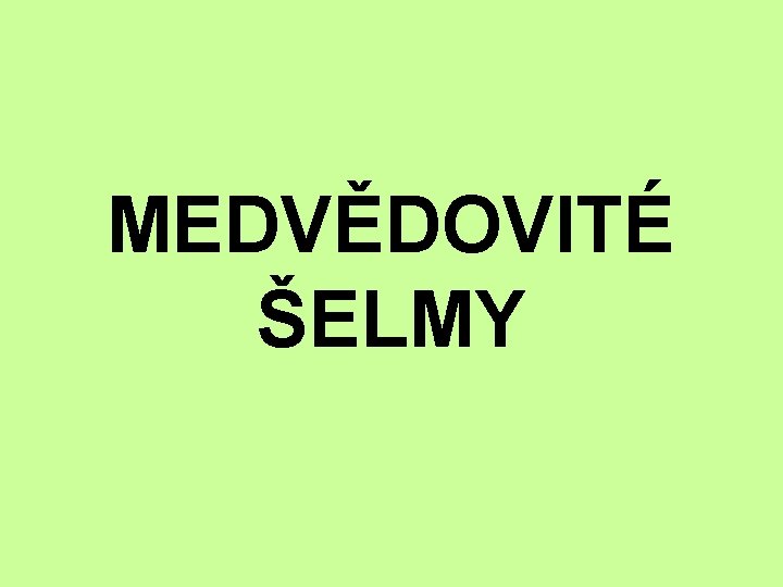 MEDVĚDOVITÉ ŠELMY 