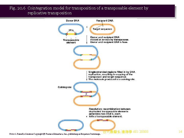 Transposition Model Peter J Russell CHAPTER 20 Transposable Elements edited
