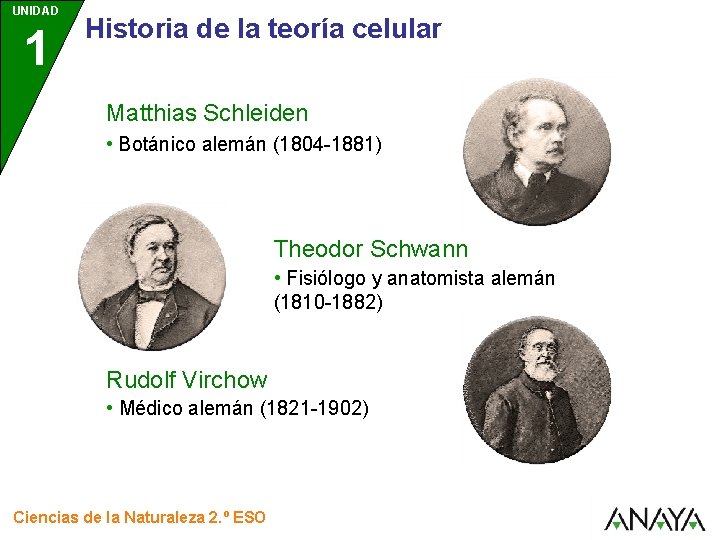 UNIDAD 1 Historia de la teoría celular Matthias Schleiden • Botánico alemán (1804 -1881)