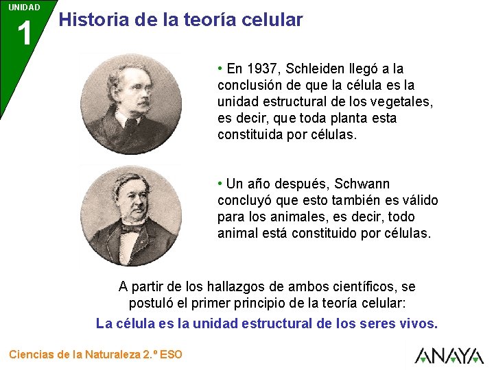 UNIDAD 1 Historia de la teoría celular • En 1937, Schleiden llegó a la