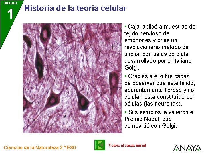 UNIDAD 1 Historia de la teoría celular • Cajal aplicó a muestras de tejido