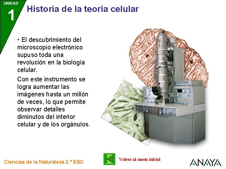 UNIDAD 1 Historia de la teoría celular • El descubrimiento del microscopio electrónico supuso