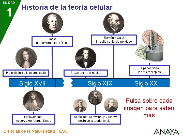 UNIDAD 1 Historia de la teoría celular Hooke da nombre a las células Malpighi