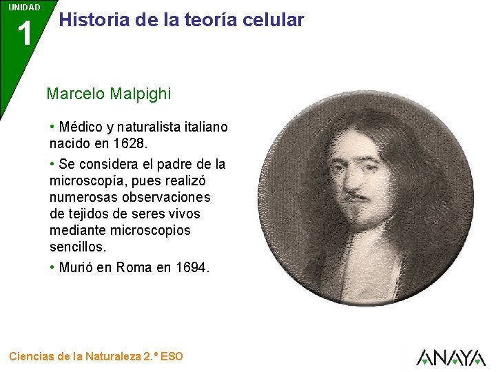 UNIDAD 1 Historia de la teoría celular Marcelo Malpighi • Médico y naturalista italiano