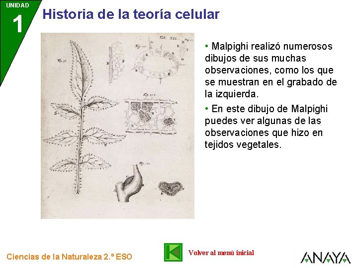 UNIDAD 1 Historia de la teoría celular • Malpighi realizó numerosos dibujos de sus