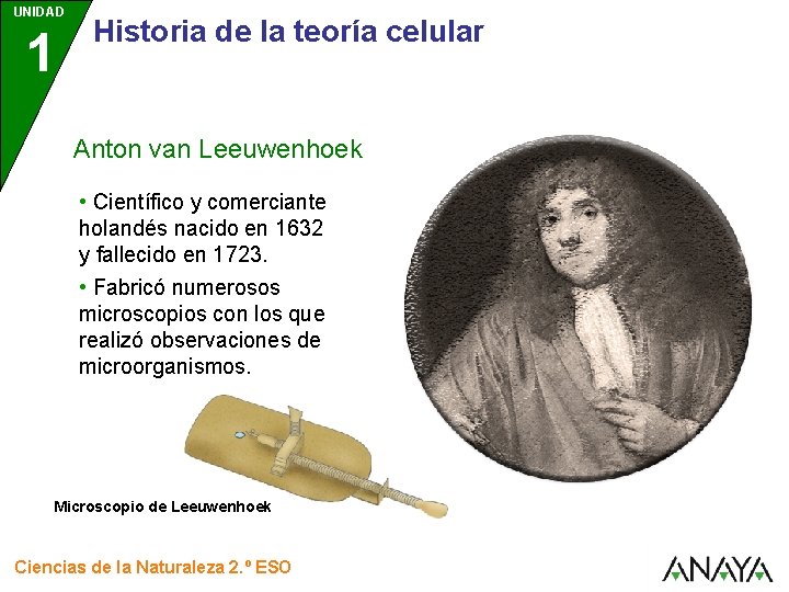 UNIDAD 1 Historia de la teoría celular Anton van Leeuwenhoek • Científico y comerciante