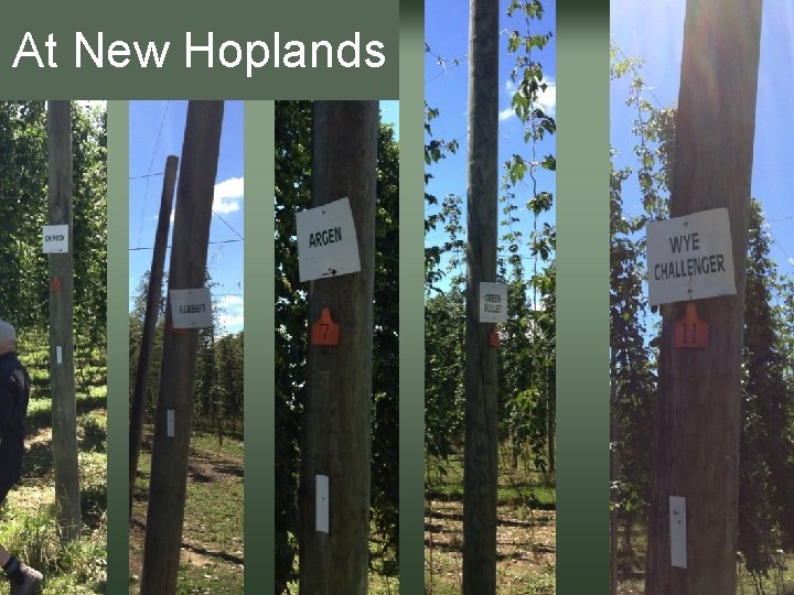 At New Hoplands 