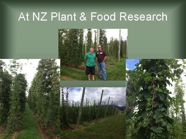 At NZ Plant & Food Research 