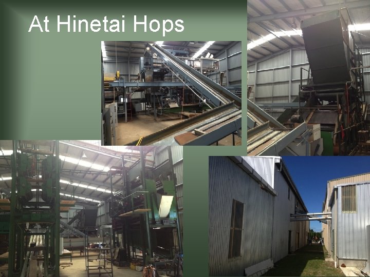 At Hinetai Hops 
