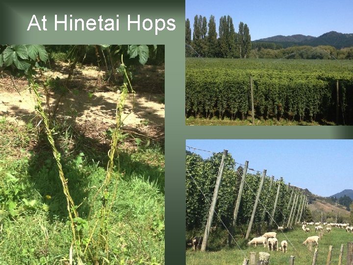 At Hinetai Hops 