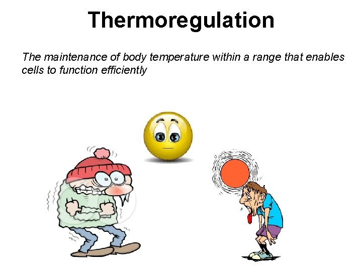 Thermoregulation The maintenance of body temperature within a range that enables cells to function