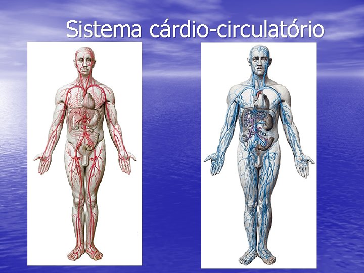 Sistema cárdio-circulatório Sistema cárdio-circulatório