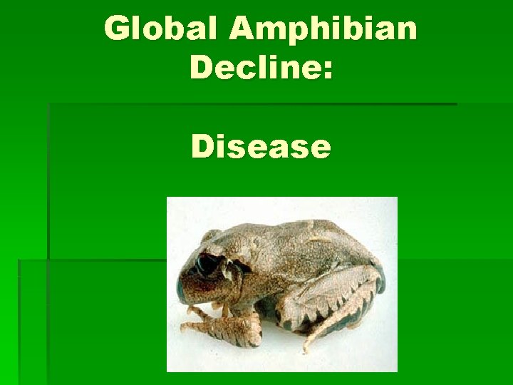 Global Amphibian Decline: Disease 