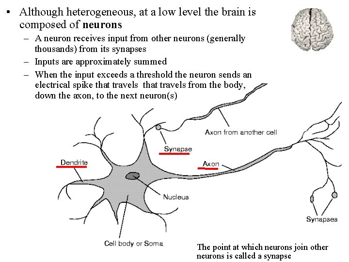  • Although heterogeneous, at a low level the brain is composed of neurons